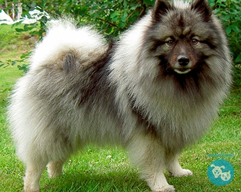 Кеесхонд (вольф-шпиц) Keeshond, Dutch Barge Dog, Chien Loup, German Spitz, Wolfsspitz