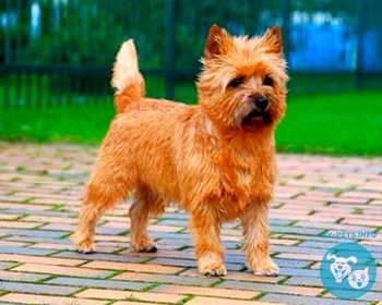 Керн терьер Cairn Terrier