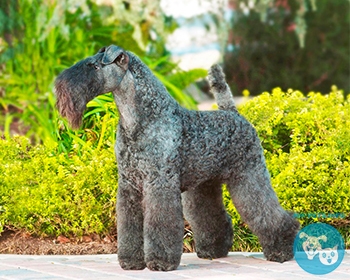 Керри блю терьер (ирландский голубой терьер) Kerry Blue Terrier, Irish Blue Terrier, Kerry