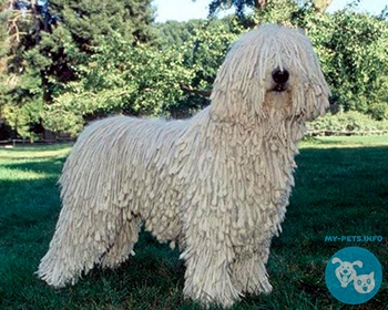 Комондор Komondor, Hungarian Komondor, Hungarian Sheepdog, Mop Dog