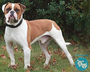 Американский бульдог American Bulldog, AM Bulldog, Old Country Bulldog