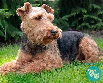 Лейкленд терьер Lakeland Terrier