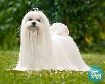 Мальтийская болонка (мальтезе) Maltese, Maltese lion dog, Ancient Dog of Malta, Roman Ladies’ Dog, Melita