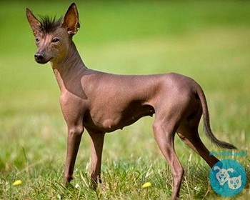 Мексиканская голая собака (ксолойтцкуинтли) Mexican Hairless Dog, Xoloitzcuintli