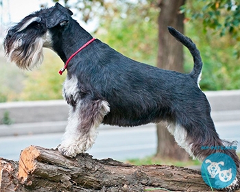 Миттельшнауцер (миттель, средний шнауцер) Mittelschnauzer, Medium Schnauzer, Standard Schnauzer