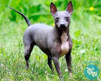 Американский голый терьер American Hairless Terrier