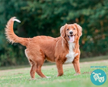 Новошотландский утиный ретривер Nova Scotia Duck Tolling Retriever