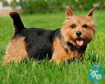 Норвич терьер (норидж терьер) Norwich Terrier