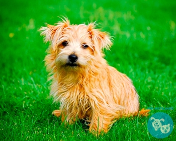 Норфолк терьер Norfolk Terrier