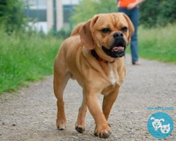 Пагль (пигль) Puggle