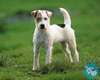 Парсон рассел терьер Parson Russell Terrier