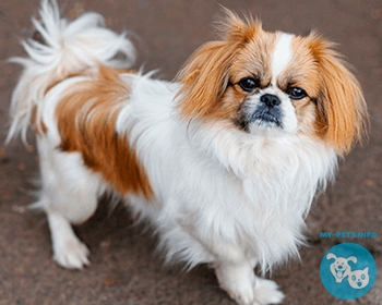 Пекинес Pekingese, pekingese-lion dog, Lion Dog, Chinese Spaniel, Pelchie Dog, Peking Palasthund, Peke