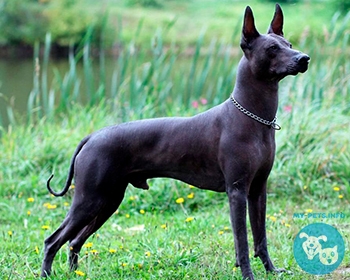 Перуанская голая собака Peruvian Hairless Dog