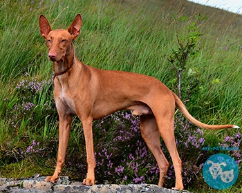 Поденко ибиценко Ibizan Hound, Ca Eivissenc, Podenco Ibicenco, Ibizan Warren Hound