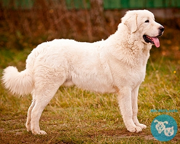 Польская подгалянская овчарка Polish Tatra Sheepdog