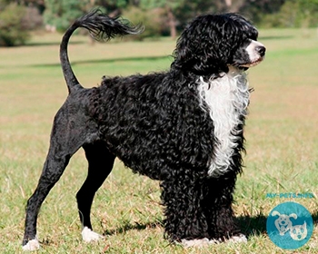 Португальская водяная собака Portuguese Water Dog, Portie, PWD, Water Dog