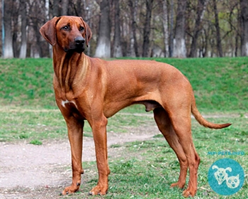 Родезийский риджбек Rhodesian Ridgeback, African Lion Hound, African Lion Dog