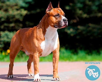 Американский стаффордширский терьер (Амстафф) American Staffordshire Terrier, Amstaff