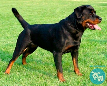 Ротвейлер Rottweiler