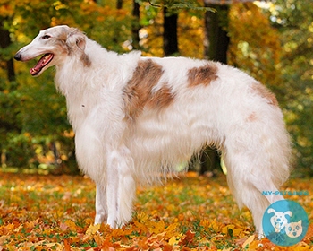 Русская псовая борзая Borzoi, Barzoi, Russian Wolfhound, Russkaya Psovaya Borzaya, Psovoi