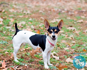 Рэт терьер (терьер крысолов) Rat Terrier