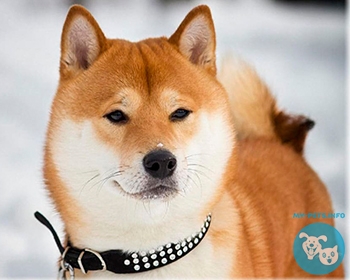 Сиба Ину (шиба ину) Shiba Inu, Japanese Shiba Inu, Japanese Small Size Dog, Shiba Ken, Shiba