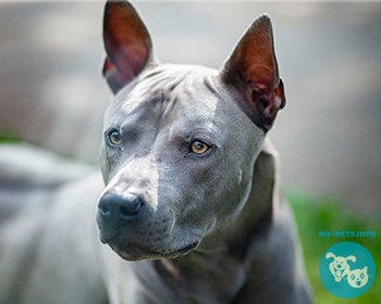 Тайский риджбек Thai Ridgeback