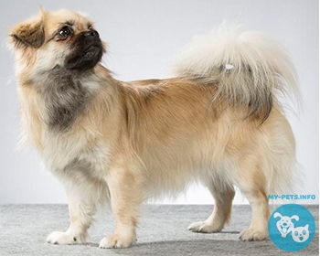 Тибетский спаниель Tibetan Spaniel, Tibbie