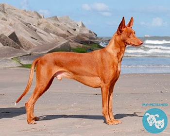 Фараонова собака (фарао хаунд) Pharaoh Hound, Kelb tal-Fenek, Pharaoh