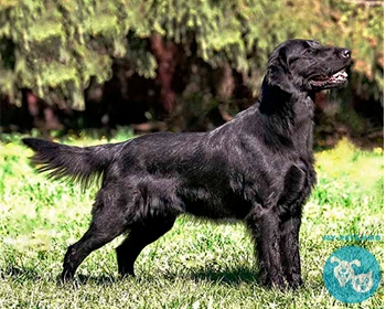 Флет ретривер (Прямошёрстный ретривер) Flat-coated Retriever