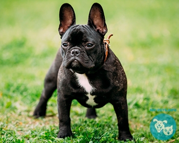 Французский бульдог French Bulldog, Bouledogue Français