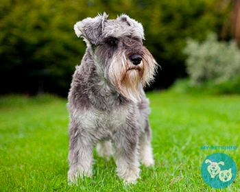 Цвергшнауцер Zwergschnauzer, Miniature Schnauzer