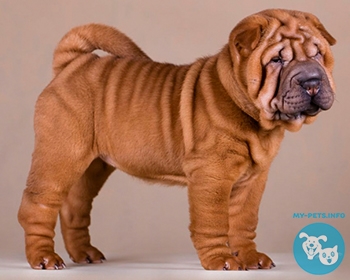 Шарпей Chinese Shar-Pei, Shar-Pei, Chinese Fighting Dog