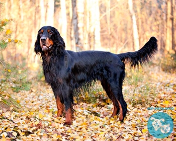 Шотландский сеттер (гордон сеттер) Gordon Setter