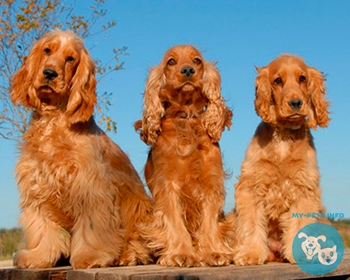 Английский кокер спаниель English Cocker Spaniel, Cocker Spaniel, Cocker, Merry Cocker Woker