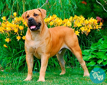 Южноафриканский бурбуль Boerboel