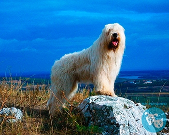 Южнорусская овчарка South Russian Sheepdog