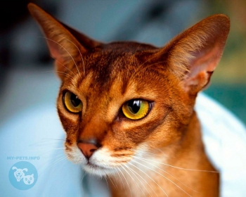 Абиссинская кошка Abyssinian