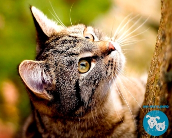 Американская жесткошерстная American Wirehair