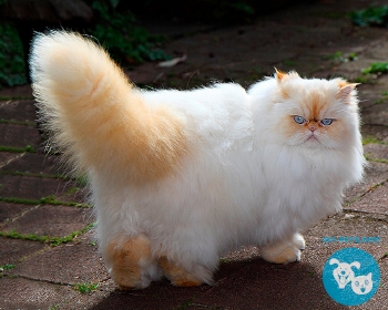 Гималайская кошка (гималаи) Himalayan Cat