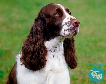 Английский спрингер-спаниель English Springer Spaniel, Springer, Springer Spaniel