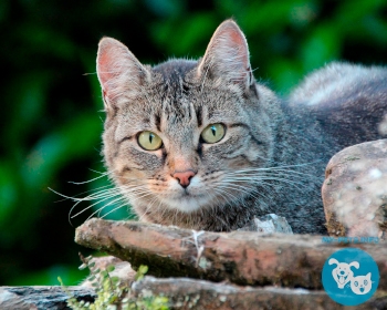 Европейская короткошерстная European Shorthair, Celtic Shorthair