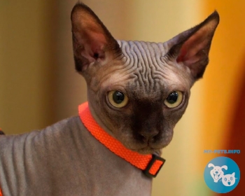 Канадский сфинкс Sphynx, Canadian Hairless, Canadian Sphynx