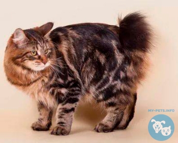 Карельский бобтейл Karelian Bobtail