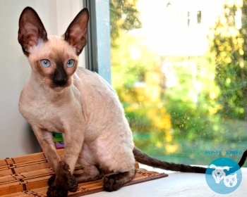 Корниш рекс Cornish Rex