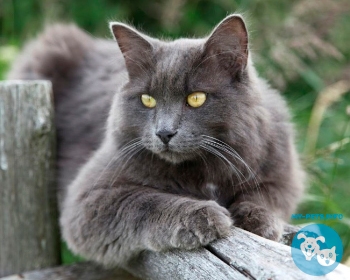 Нибелунг Nebelung, Longhaired Russian Blue