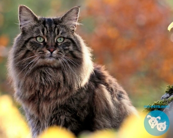 Норвежская лесная кошка Norwegian Forest Cat, Skaukatt, Norsk Skogkatt, Weegie