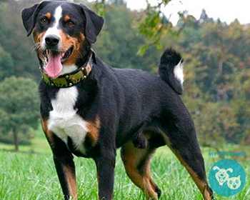 Аппенцеллер зенненхунд Appenzeller Sennenhund