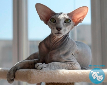 Петербургский сфинкс (Петерболд) Peterbald