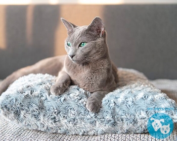 Русская голубая кошка Russian Blue, Archangel Blue, Archangel Cat